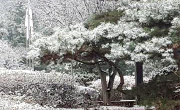 연수원 화단에 눈이 쌓인 겨울 사진