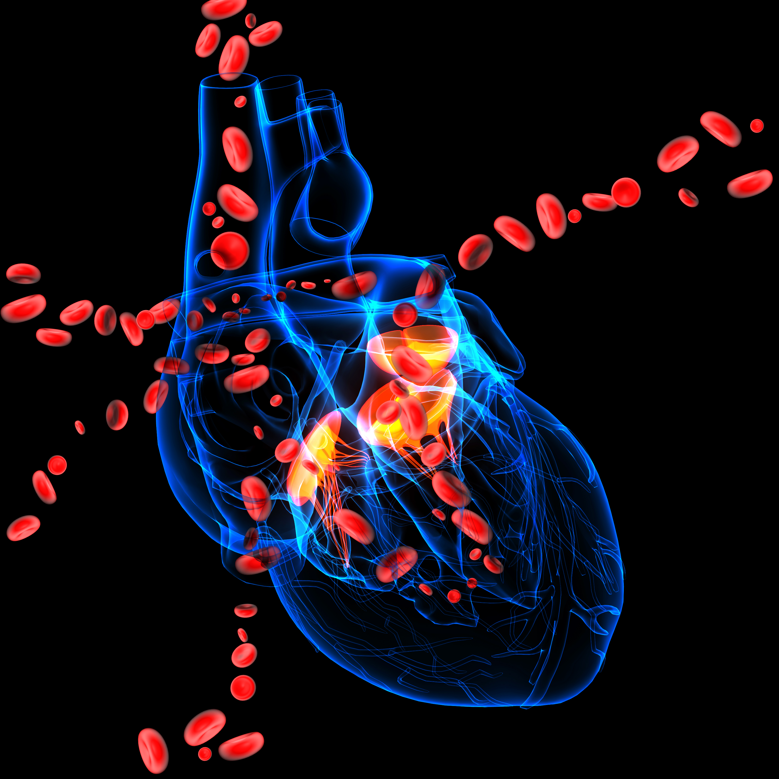 반투명한 심장이미지 위로 혈액이 순환하는 모습을 표현한 3D 이미지